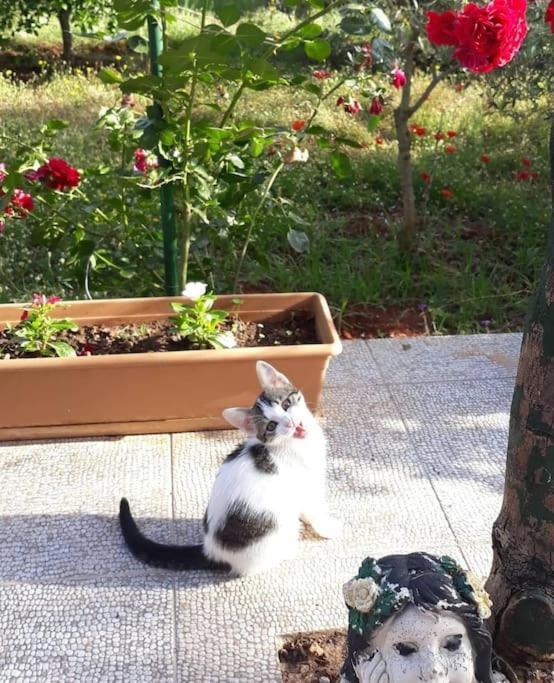 Hébergement de vacances Gizli Bir Cennet Antalya