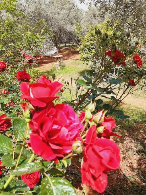 Vakantiehuis Gizli Bir Cennet Antalya